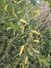 Salix lasiolepis