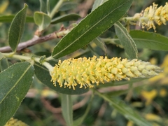 Salix lasiolepis