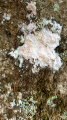 Phlyctis petraea