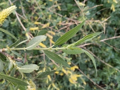 Salix lasiolepis