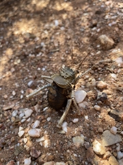 Acanthoplus