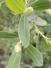 Salix lasiolepis