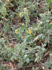 Amsinckia menziesii