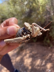 Acanthoplus