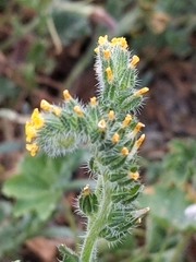 Amsinckia menziesii