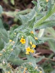 Amsinckia menziesii