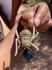 Acanthoplus