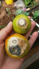 Clavibacter michiganensis