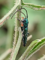 Phytoecia caerulea