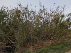 Arundo donax