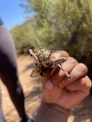 Acanthoplus