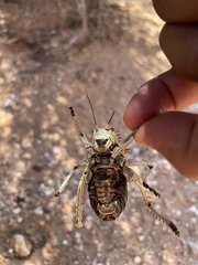Acanthoplus
