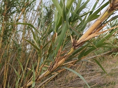 Arundo donax