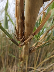 Arundo donax