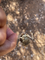 Acanthoplus