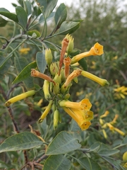 Nicotiana glauca