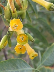 Nicotiana glauca