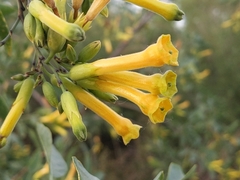 Nicotiana glauca