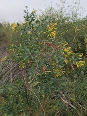 Nicotiana glauca