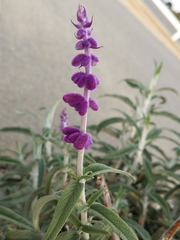 Salvia leucantha