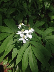Cardamine heptaphylla
