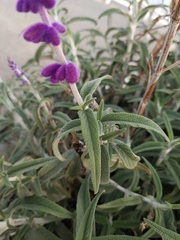 Salvia leucantha