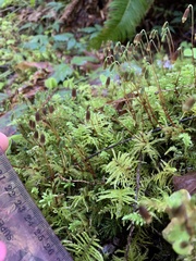 Leucolepis