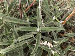 Salvia leucantha