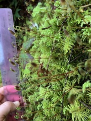 Leucolepis