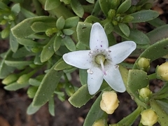 Myoporum parvifolium