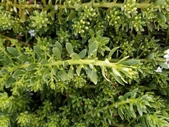 Myoporum parvifolium