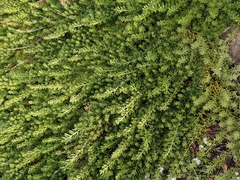 Myoporum parvifolium