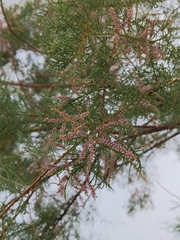 Tamarix ramosissima