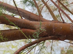 Tamarix ramosissima