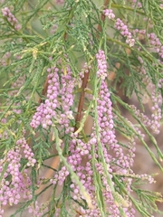 Tamarix ramosissima