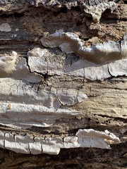 Phellinus betulinus