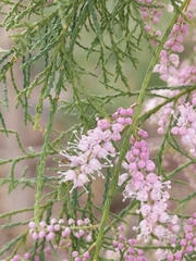 Tamarix ramosissima