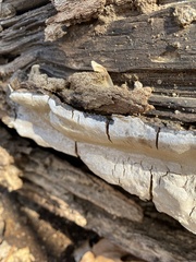 Phellinus betulinus