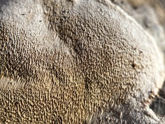 Phellinus betulinus