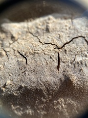 Phellinus betulinus
