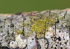 Candelariella xanthostigmoides