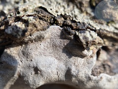 Phellinus betulinus