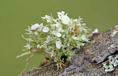 Ramalina culbersoniorum