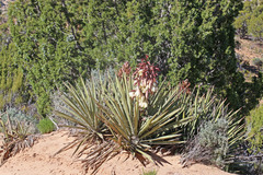 Yucca baccata baccata