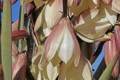 Yucca baccata baccata