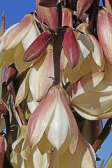 Yucca baccata baccata