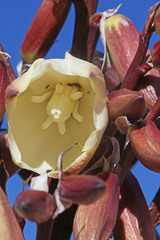 Yucca baccata baccata