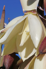 Yucca baccata baccata