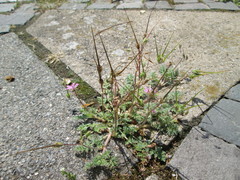 Erodium cicutarium