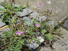 Erodium cicutarium